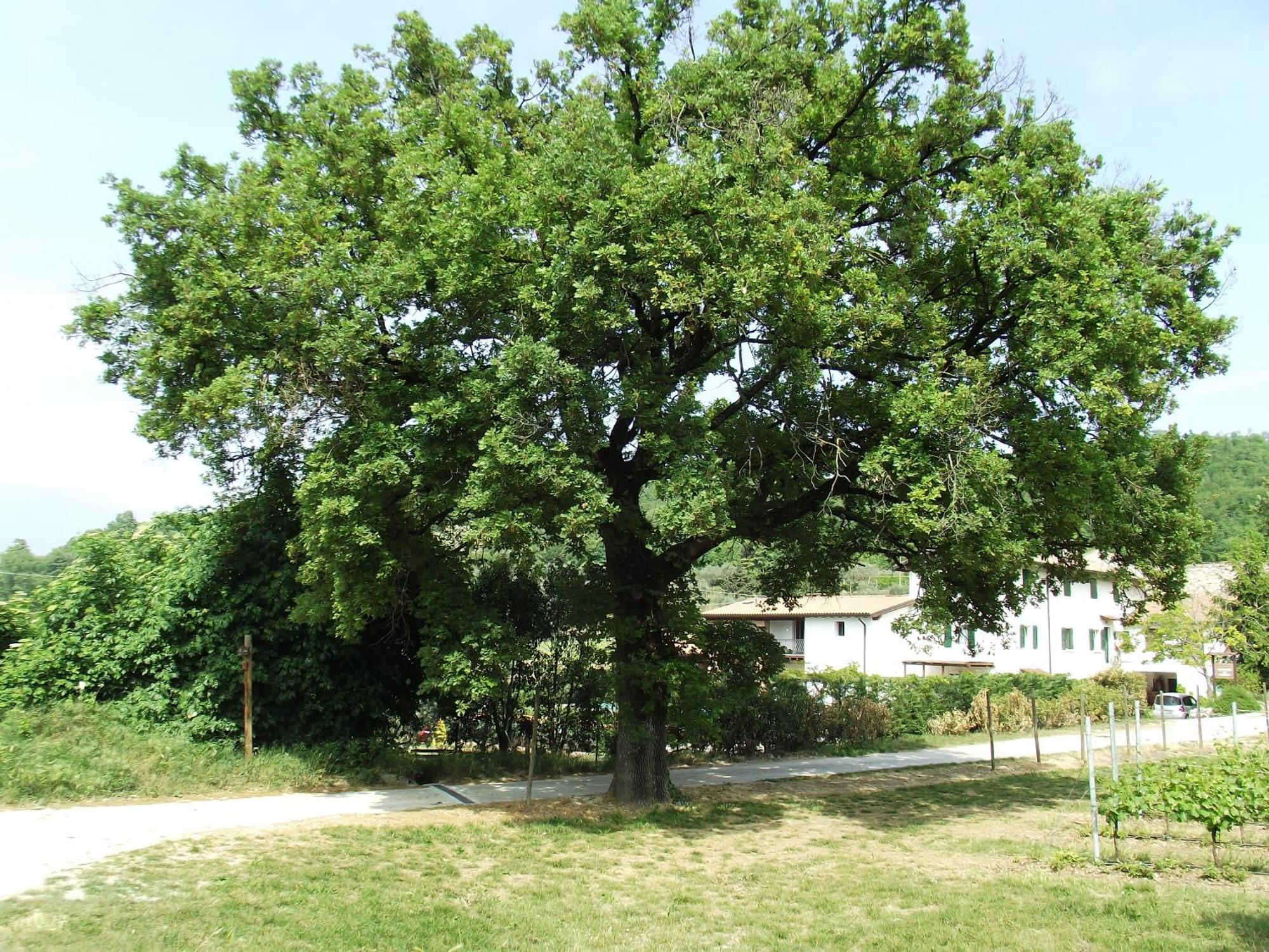 Agriturismo Ca' Castellani Bardolino Exterior foto